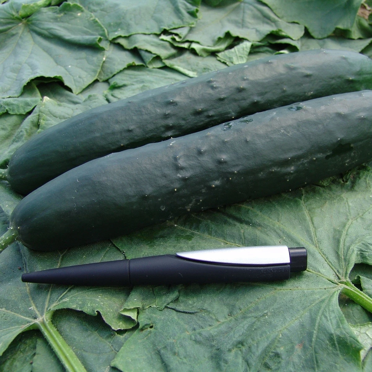 Okurka salátová Aikon F1 - Cucumis sativus - semena okurky - 10 ks