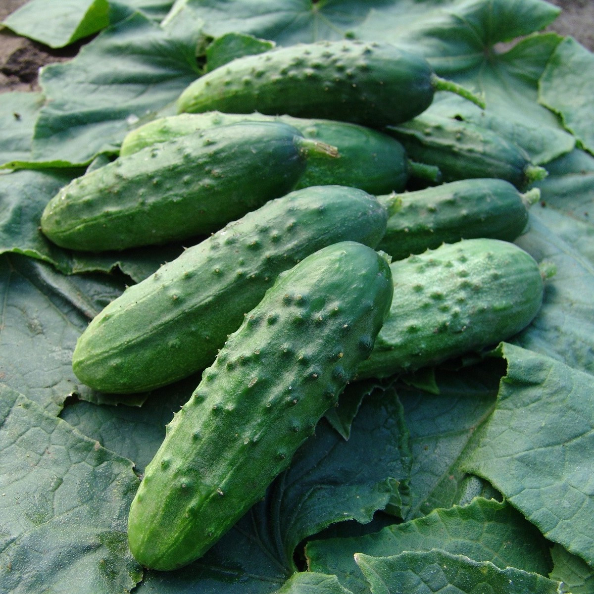 Okurka nakládačka Regina F1 - Cucumis sativus - semena okurky - 20 ks