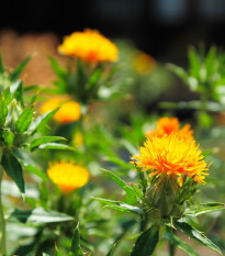 Světlice barvířská tmavě oranžová - Carthamus tinctorius - semena světlice - 20 ks