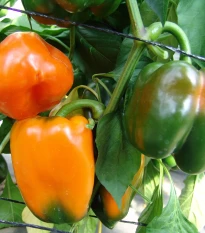 Paprika Kubista roční F1 - Capsicum annuum - semena papriky - 10 ks