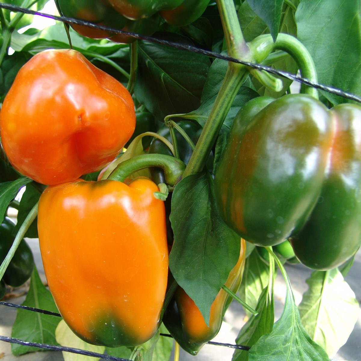 Paprika Kubista roční F1 - Capsicum annuum - semena papriky - 10 ks
