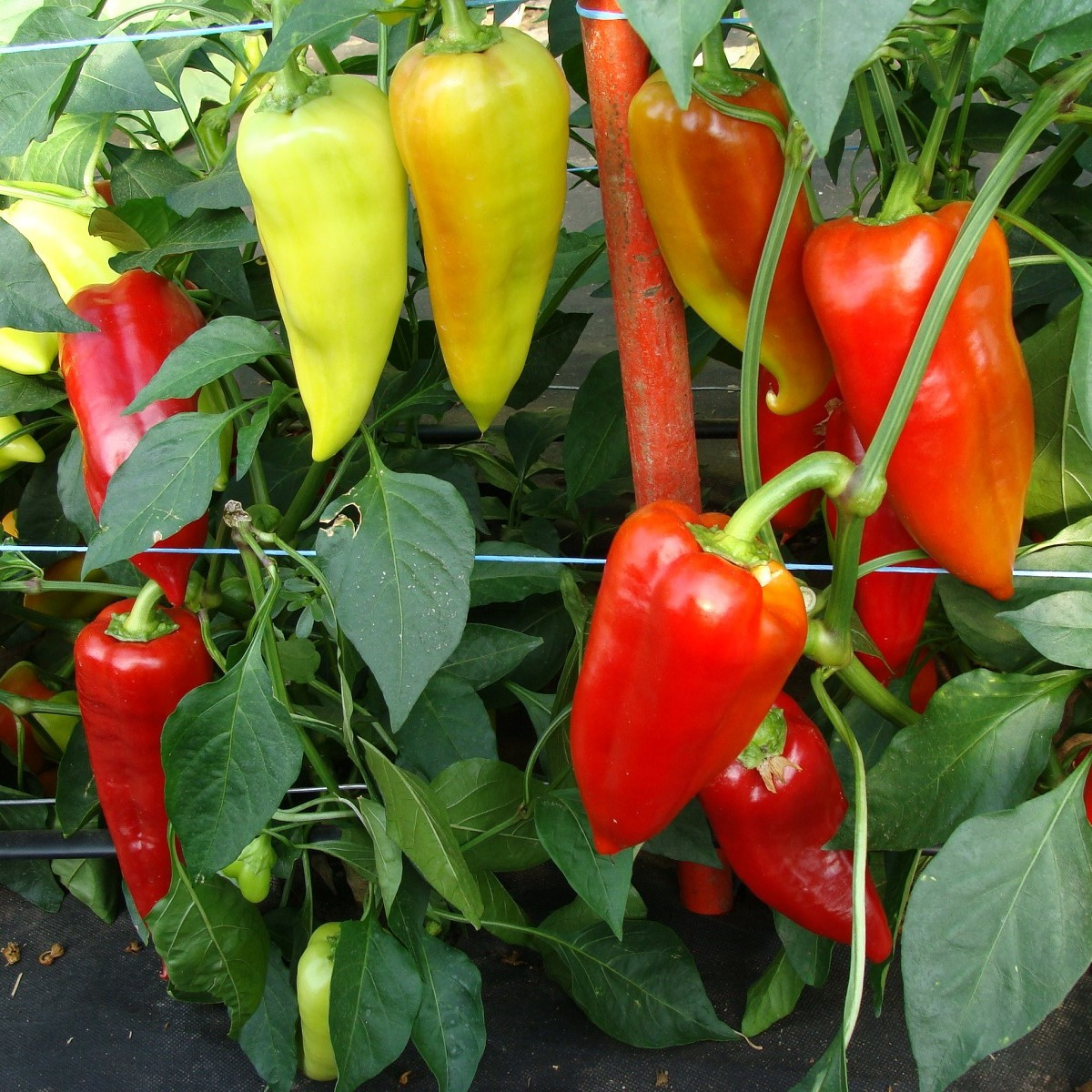 Paprika Beja F1- Capsicum annuum - semena papriky - 10 ks