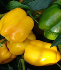 Paprika Garnet F1 - Capsicum annuum - semena papriky - 10 ks