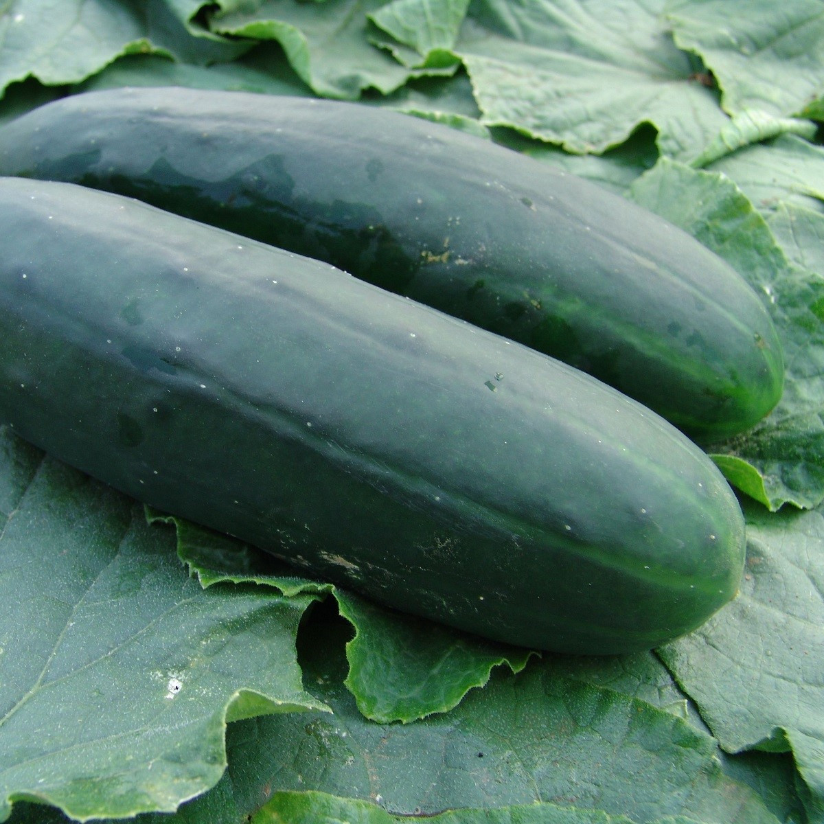 Okurka salátová Obelix F1 - Cucumis sativa - semena okurky - 20 ks