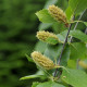 Bříza černá - Betula nigra - semena břízy - 15 ks
