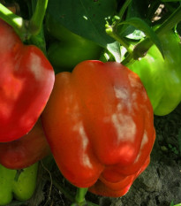 Paprika Granova - Capsicum annuum - semena papriky - 50 ks