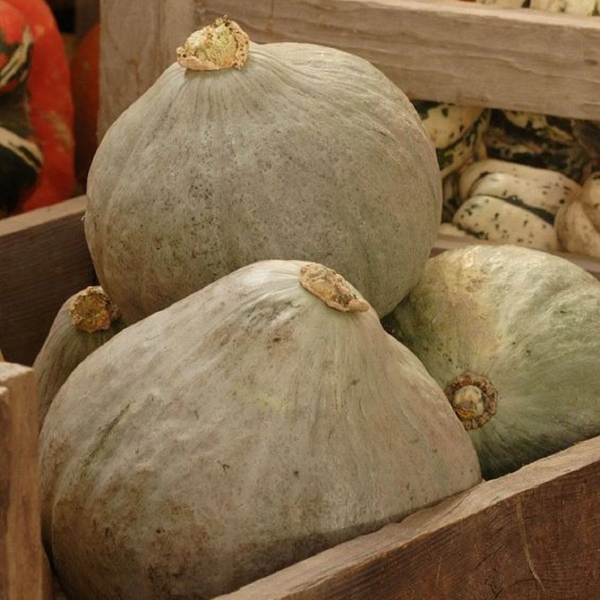 Tykev Baby Blue - Cucurbita maxima - semena tykve - 5 ks