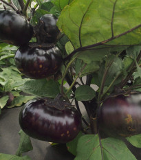 Lilek Laura - Solanum melongena - nasiona bakłażana - 30 szt.