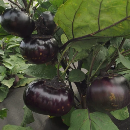 Lilek Laura - Solanum melongena - nasiona bakłażana - 30 szt.