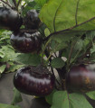 Lilek Laura - Solanum melongena - nasiona bakłażana - 30 szt.