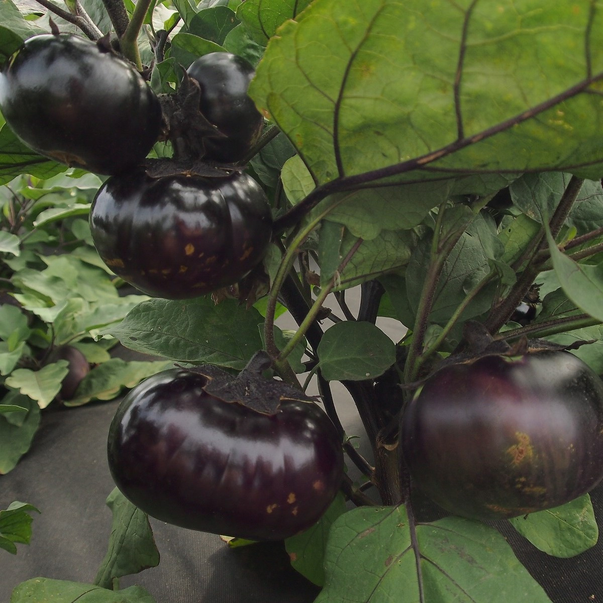 Lilek Laura - Solanum melongena - nasiona bakłażana - 30 szt.