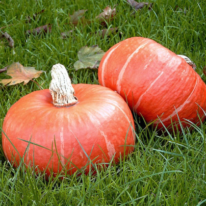 Dýně Sunshine Kabocha F1 - Cucurbita maxima - semena dýně - 4 ks