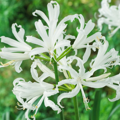 Nerine bílá - Nerine alba - hlízy nerine - 1 ks
