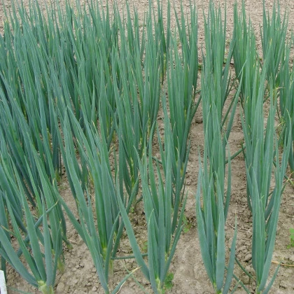 Cibule sečka Entita - Allium fistulosum L. - semena cibule - 0,4 g