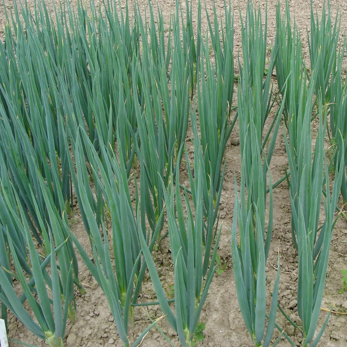 Cibule sečka Entita - Allium fistulosum L. - semena cibule - 0,4 g