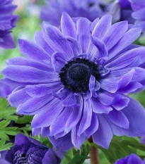 Sasanka modrá Lord Lieutenant - Anemone - hlízy sasanky - 3 ks