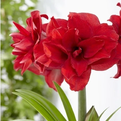Hvězdník plnokvětý Amarantia - Hippeastrum - cibule hvězdníku - 1 ks