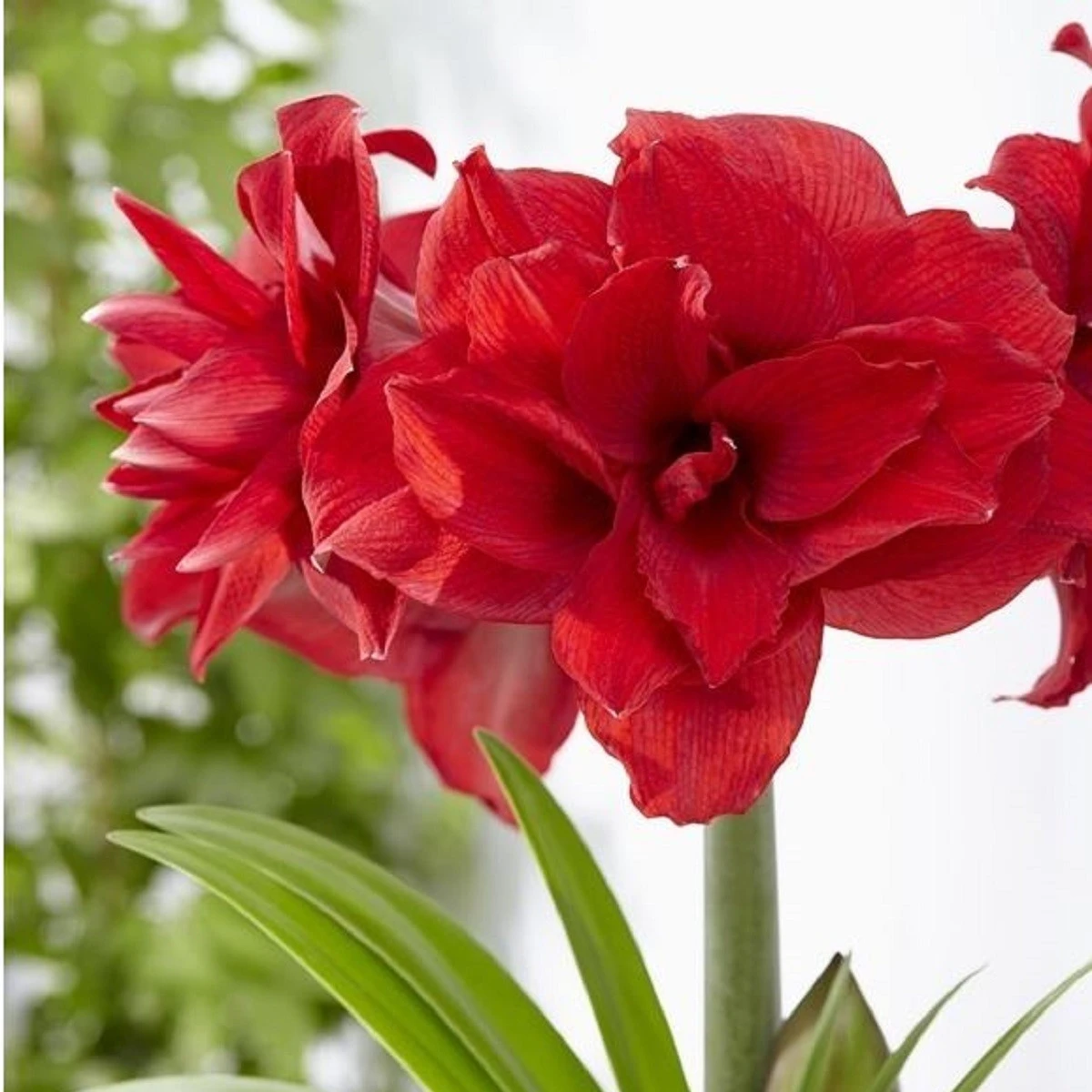 Hvězdník plnokvětý Amarantia - Hippeastrum - cibule hvězdníku - 1 ks