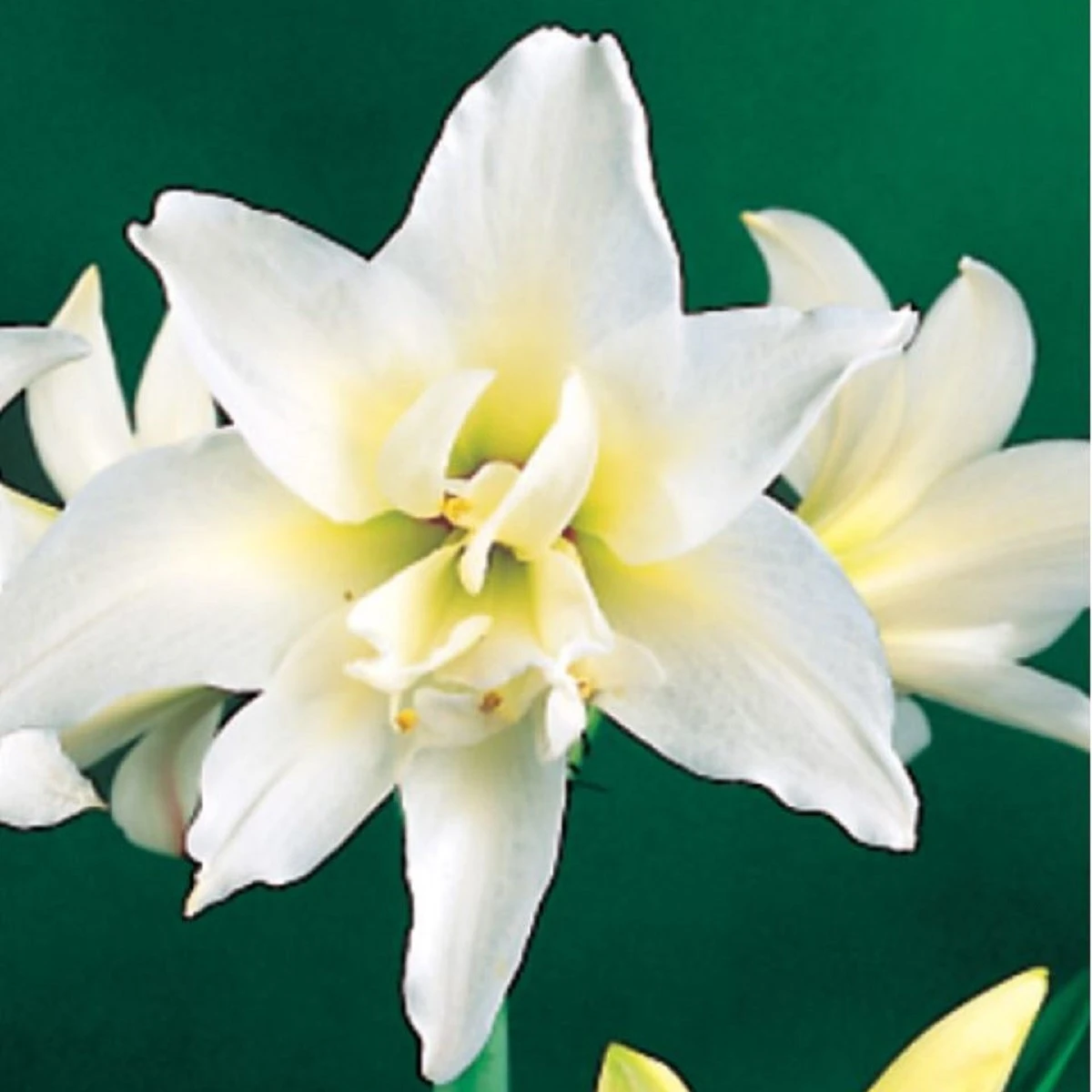 Hvězdník plnokvětý Jewel - Hippeastrum - cibule hvězdníku - 1 ks