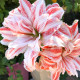 Hvězdník plnokvětý Dancing Queen - Hippeastrum - cibule hvězdníku - 1 ks