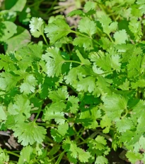 Koriandr setý Cadiz - Coriandrum sativum - semena koriandru - 100 ks