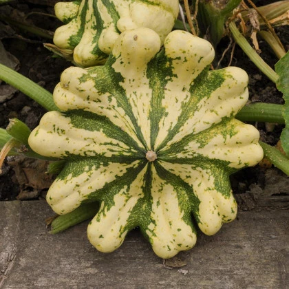 Patizon Vert Jaune - Cucurbita pepo - semena patizonu - 5 ks