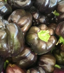 Papryka Babybell Chocolate - Capsicum annuum - nasiona papryki - 8 szt.