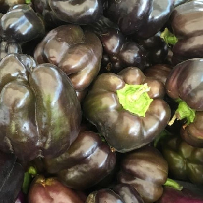 Papryka Babybell Chocolate - Capsicum annuum - nasiona papryki - 8 szt.