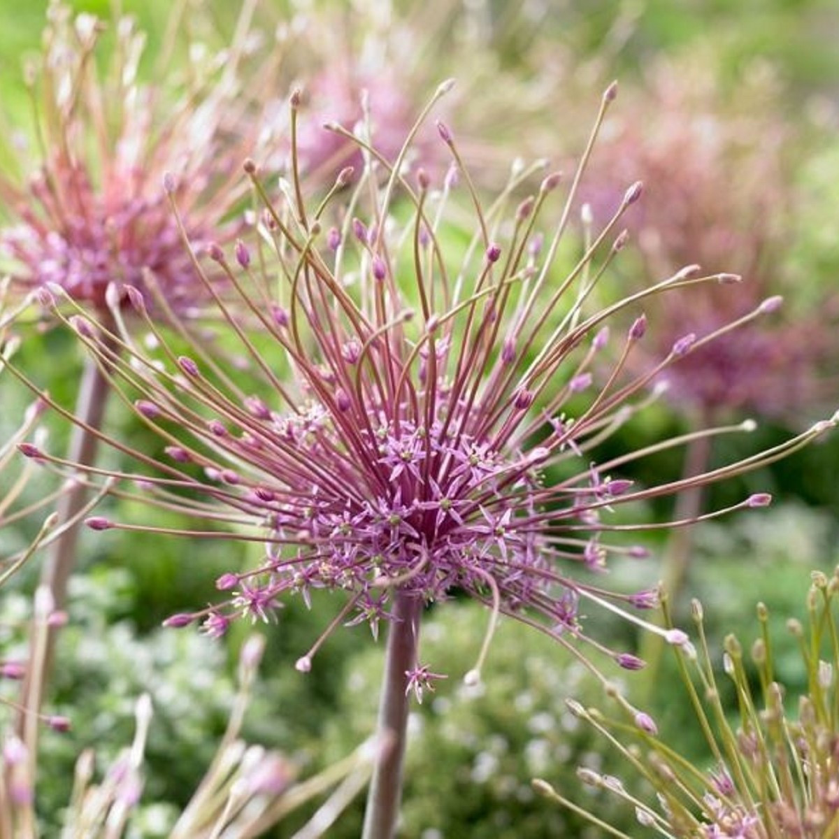 Česnek Schubertii - Allium Schubertii - cibule okrasného česneku - 3 ks