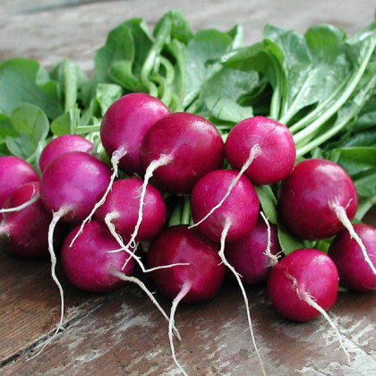 Ředkvička Viola - Raphanus sativus - semena ředkvičky - 100 ks