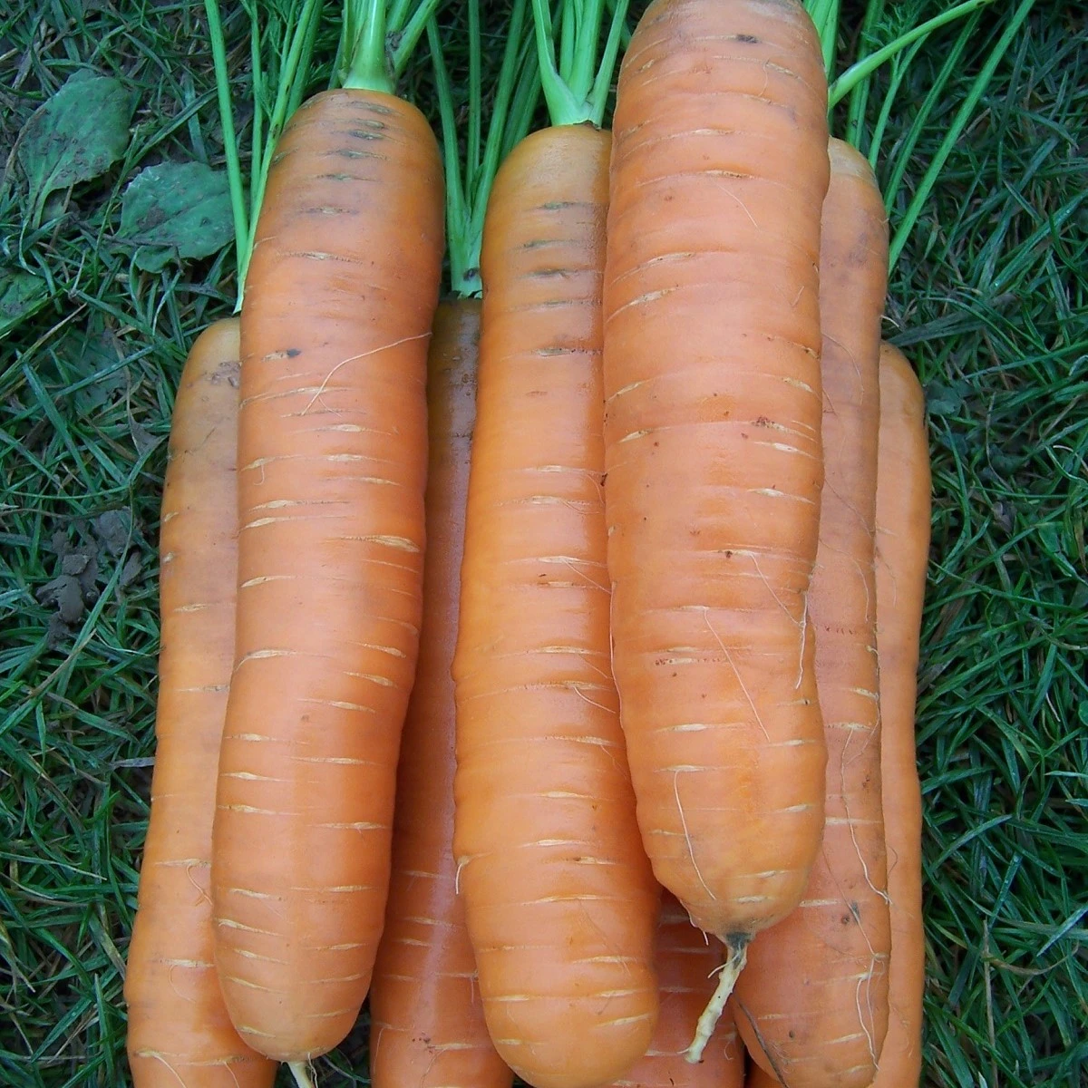 Mrkev Darina - Daucus carota - semena mrkve - 800 ks