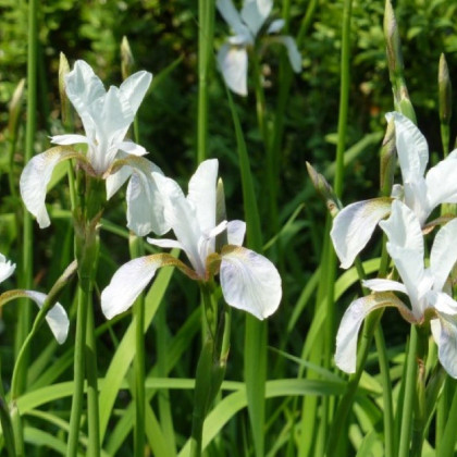 Kosatec síťkovaný bílý - Iris reticulata - cibulky kosatce - 3 ks