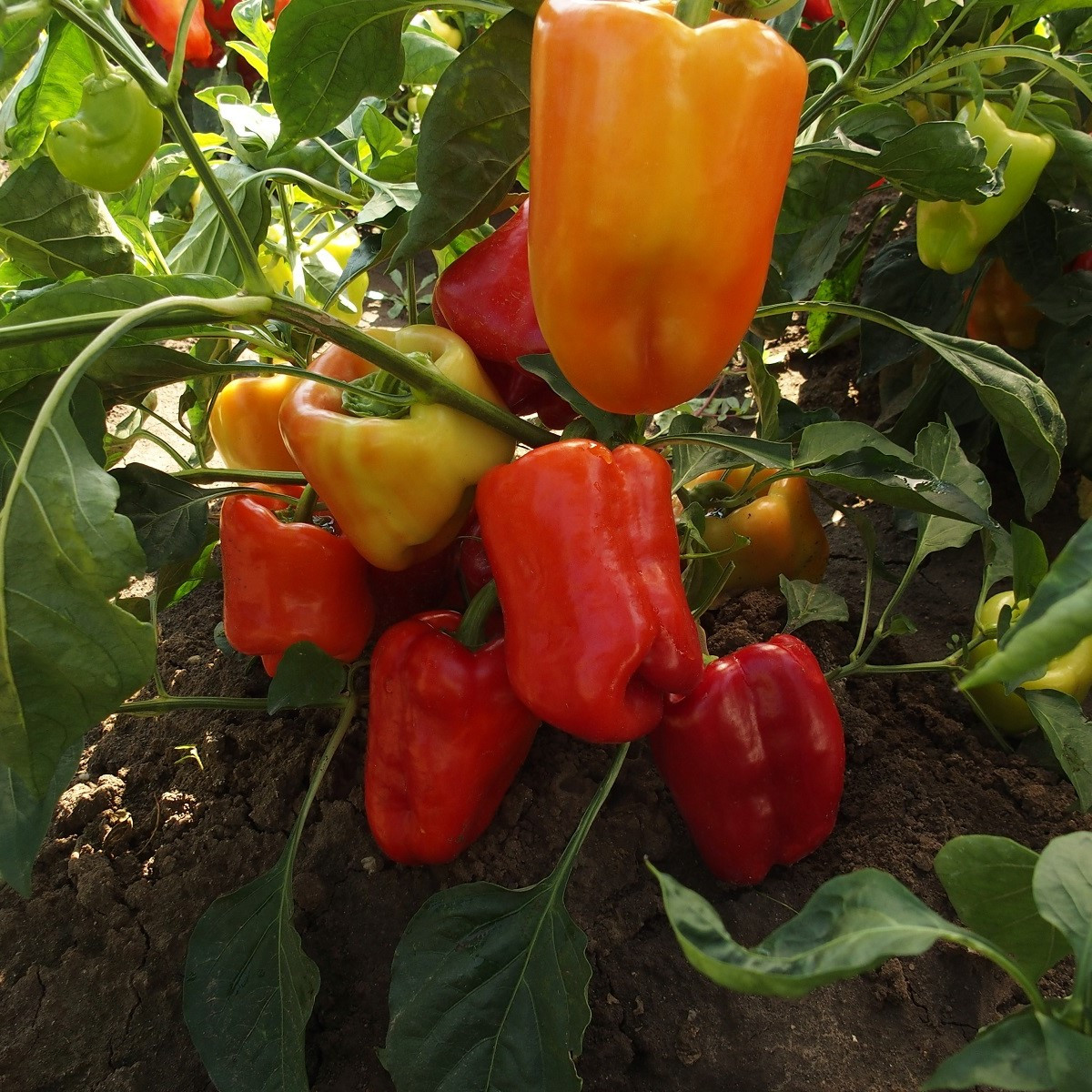 Paprika raná Citrina - Capsicum annum - semena papriky - 40 ks