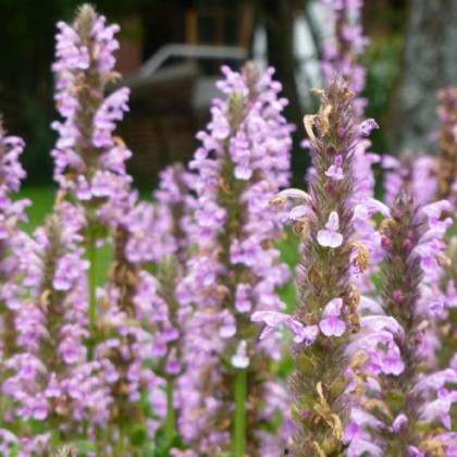 Šanta žilnatá Pink Cat - Nepeta nervosa - semena šanty - 15 ks