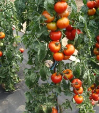 Rajče Start S F1 - Solanum lycopersicum - semena rajčete - 10 ks