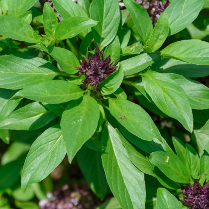 Bazalka Siam Queen - Ocimum - semena bazalky - 80 ks