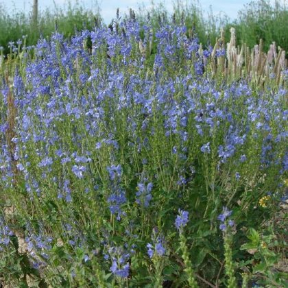 Modrá louka zvonečková - semena Planta Naturalis - směs - 10 g