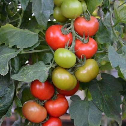 Rajče Crimson Crush PhR F1 - Solanum lycopersicum - semena rajčete - 7 ks