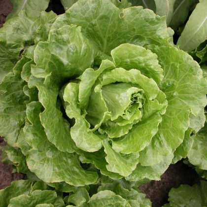 Salát římský Galander - Lactuca sativa var. romana gars - semena salátu - 300 ks
