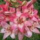 Lilie Rosellas Dream - Lilium - cibule lilie - 1 ks