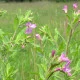 Vrbovka malokvětá - Epilobium parviflorum - semena vrbovky - 0,05 g