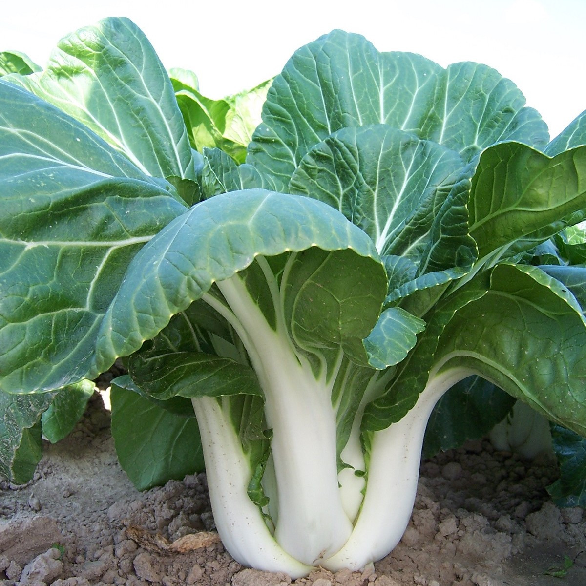 Zelí čínské Paket - Brassica chinensis - semena zelí - 100 ks