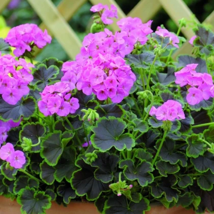 Muskat pasiasty Nekita Pink F1 - Pelargonia pasiatka - nasiona pelargonii - 4 szt.