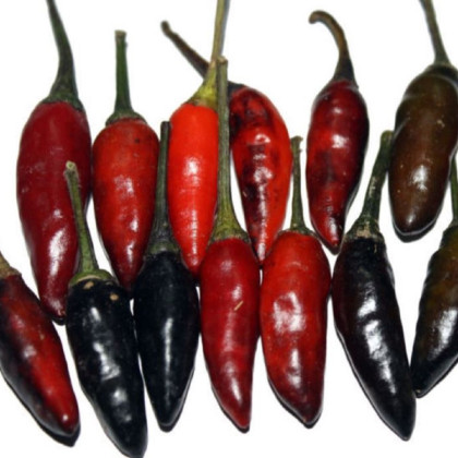 Chilli Krishna Jolokia - Capsicum annuum - semena chilli - 7 ks