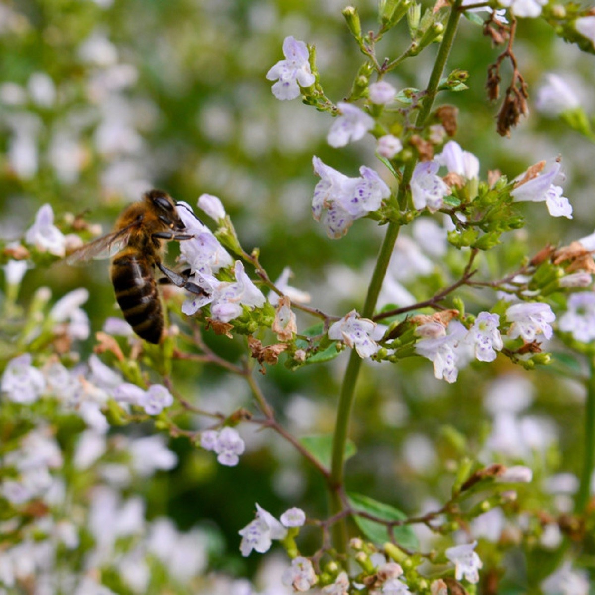 Marulka lékařská - Calamintha nepeta - semena marulky - 300 ks