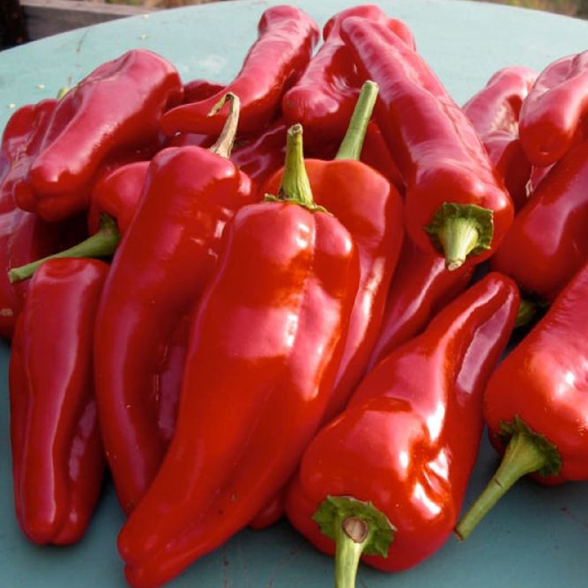Paprika roční Radmila F1 - Capsicum annuum - semena papriky - 15 ks
