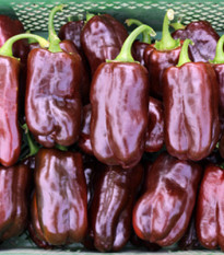 BIO Paprika Chocobell - Capsicum annuum - bio semena papriky - 8 ks