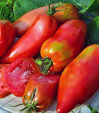 Pomidora Andenhorn Andine Cornue - Solanum lycopersicum - nasiona pomidora - 10 szt.