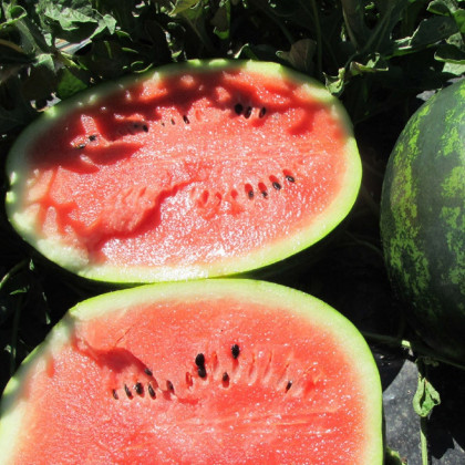 Meloun Mini Love F1 - Citrullus lanatus - semena melounu - 6 ks