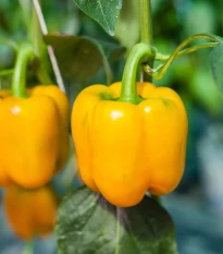 BIO Paprika Žlutá California Wonder - Capsicum annuum - bio semena papriky - 10 ks